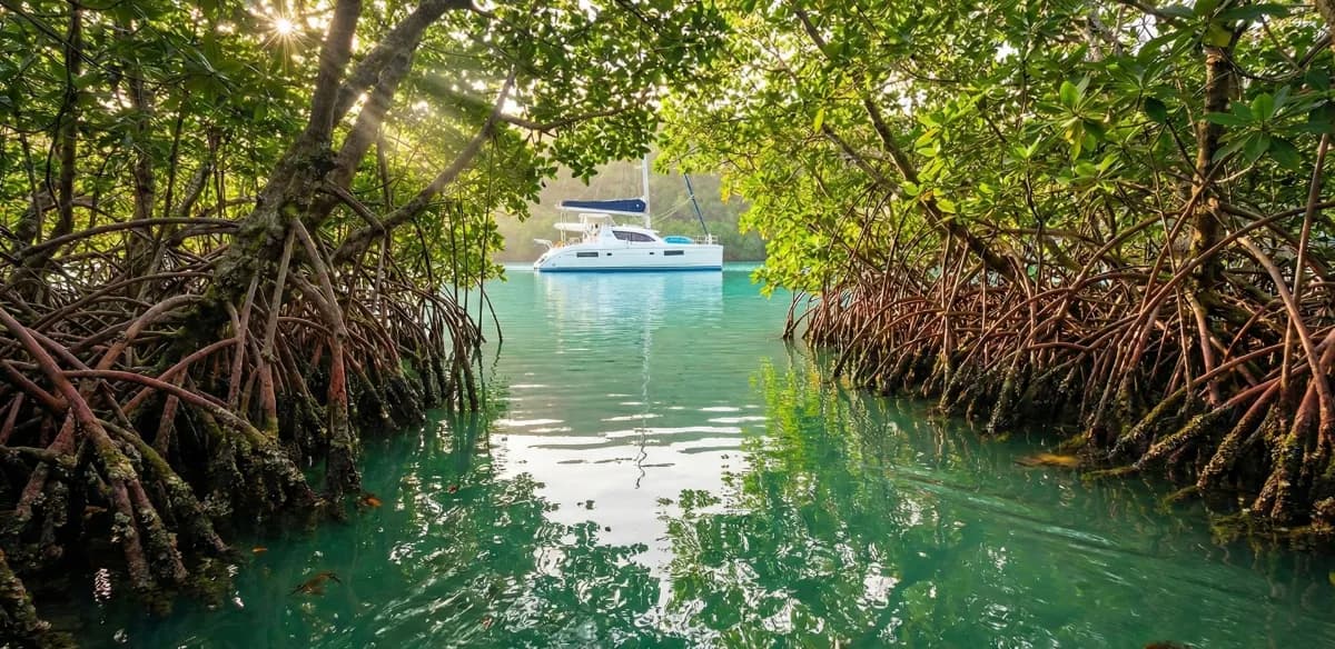 Exploring the Mangroves of Phang Nga A Silent Coastal Odyssey