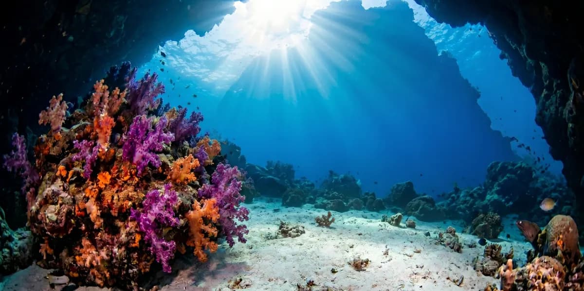 Shark Point Encountering Leopard Sharks