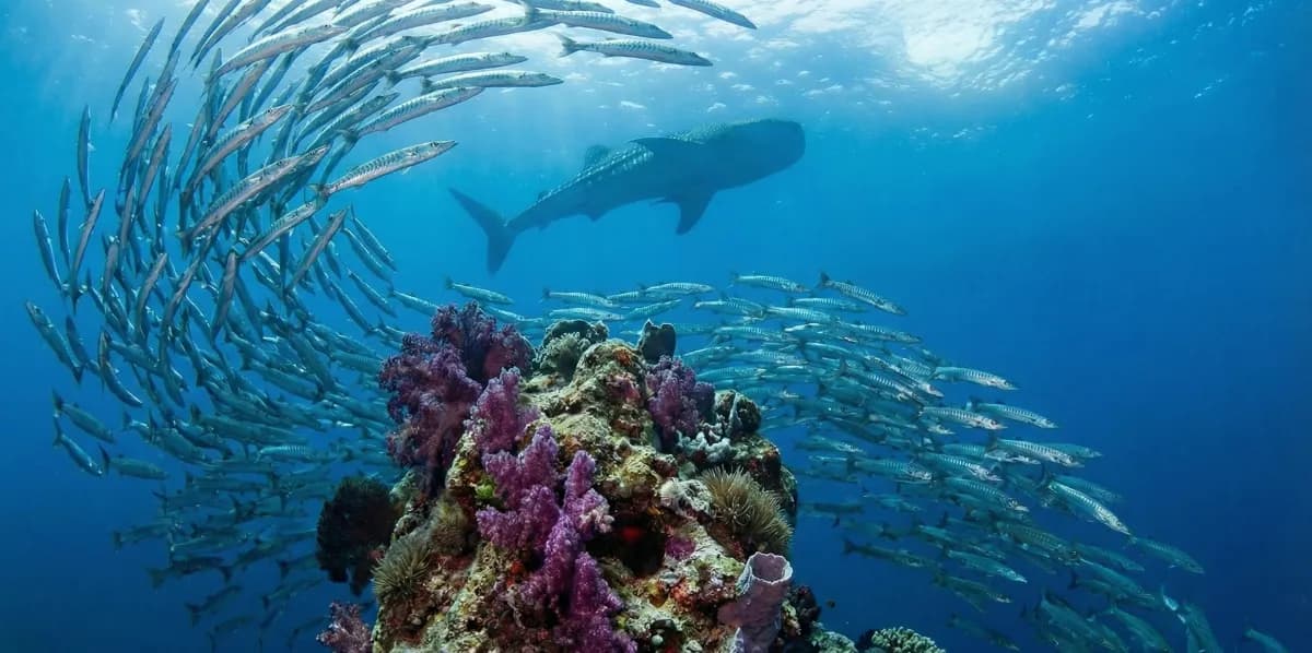 Surin Islands The Best Diving in Thailand