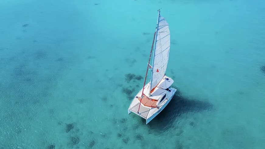 Leopard 39 - Image 2