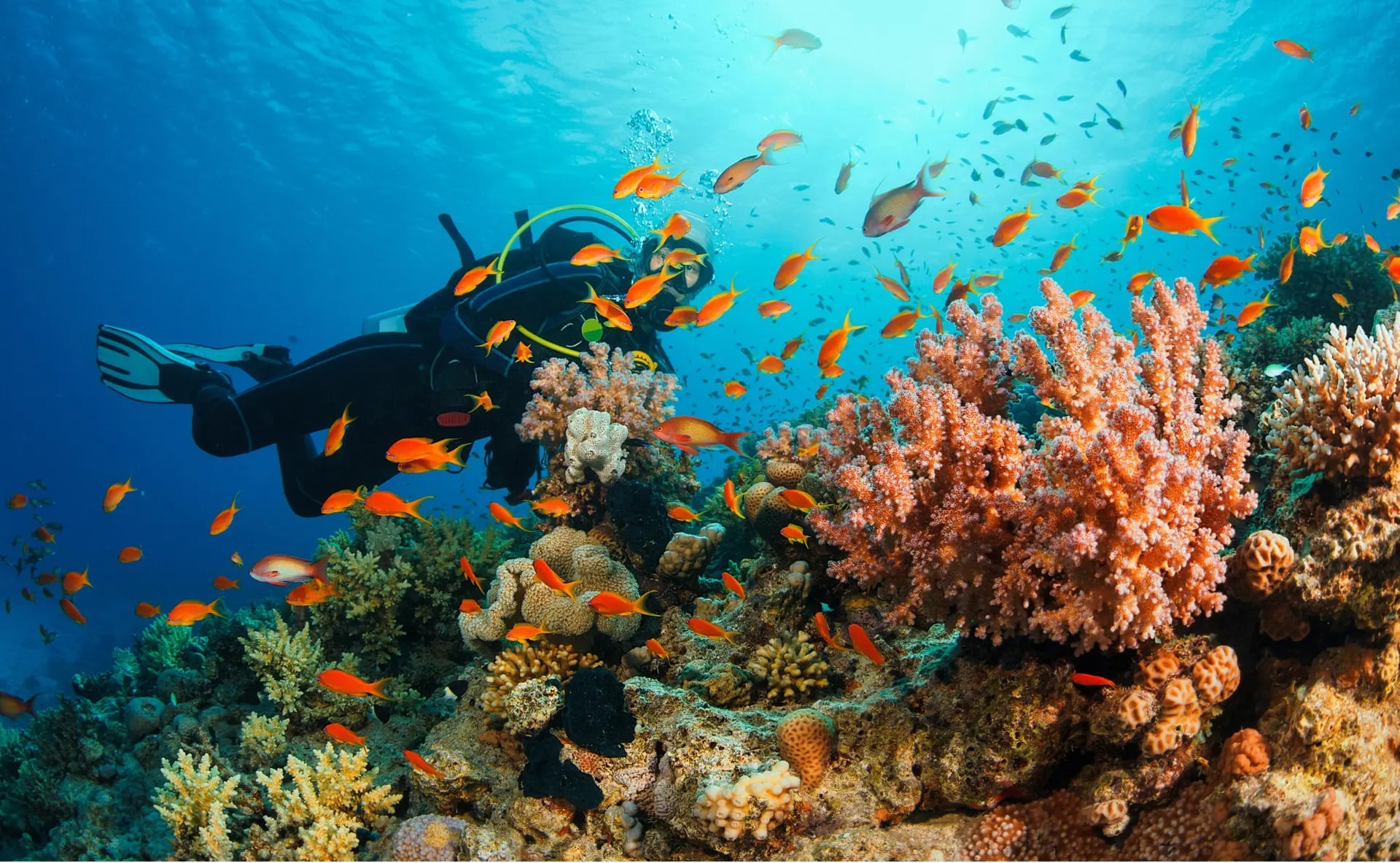 Private Resort Diving